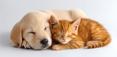 Untitled design - 2025-10-14T013239.993 Untitled design - 2025-10-14T013239.993